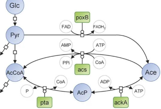 Figure 1: Representation of  E. coli  pathways involved in acetate metabolism, in Systems Biology Graphical Notation format  (http://sbgn.org)