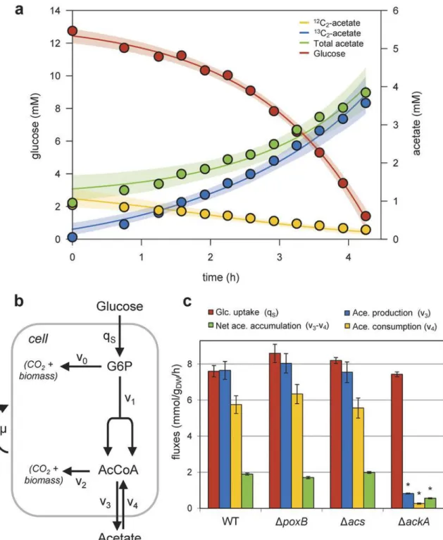 Figure 3: Quantification of acetate consumption and production fluxes by dynamic  13 C-metabolic flux analysis