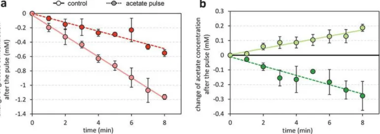 Figure 6: Short-term response of the Pta-AckA flux to an acetate pulse.    E. coli  was grown on M9 supplemented with 15 mM  glucose