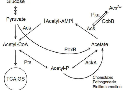 Fig. 1  Simplified overview of glucose metabolism, PTA-ACS node and regulation of Acs by Pka and CobB in  E