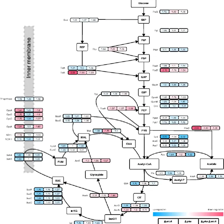 Fig. 4 Proteome expression of  E. coli  K-12 BW25113 Δ arcA  ( left box ), Δ pka  ( middle box ) and Δ pka  Δ arcA  ( right box ) compared  to wild type at  μ  = 0.4 h −1 