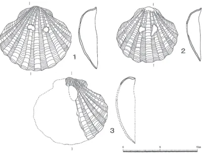 Fig. 5 Perforated materials excavated from Dongsam-dong Shell Midden, Busan, Korea (Ha，2007)．