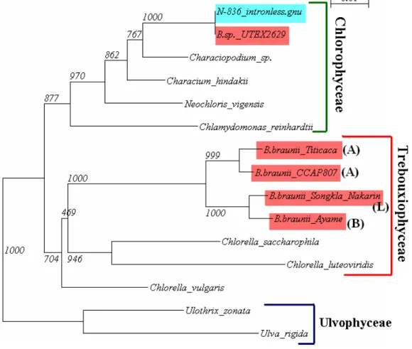 図 3. Botryococcus braunii の chemical race 分子系統樹