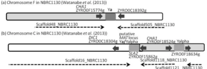 Fig. 3 と Fig. 4 に示した．各 MTL  loci の PCR の結果は，