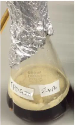 Fig.  2  Isolation  of  wild  yeast  strain  which  forms  pellicle  3・2  自然界から分離した酵母の清酒小仕込み試験  当研究室で保存していた自然界から分離した酵母に ついて，清酒小仕込み試験をおこなった．清酒小仕込み 試験の配合は，Table  1 に示した．結果は，Fig
