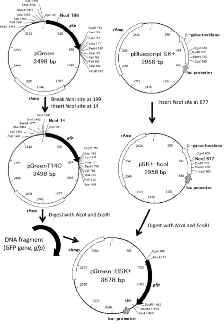 Fig. 1 　 Strategy for the synthesis of pGreen-BSK+.