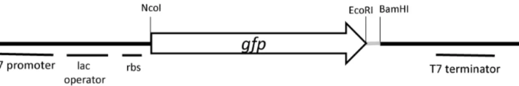 Fig. 2. 　 Schematic diagram of pGreen-ET19 expression
