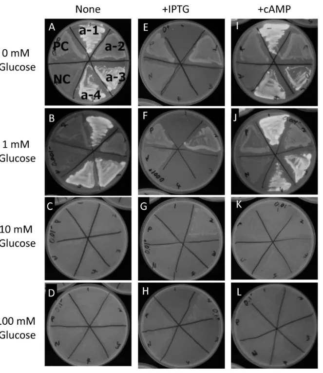 Fig. 3. 　 Expression of GFP in BL21(DE3) in the presence of glucose, IPTG, and cAMP