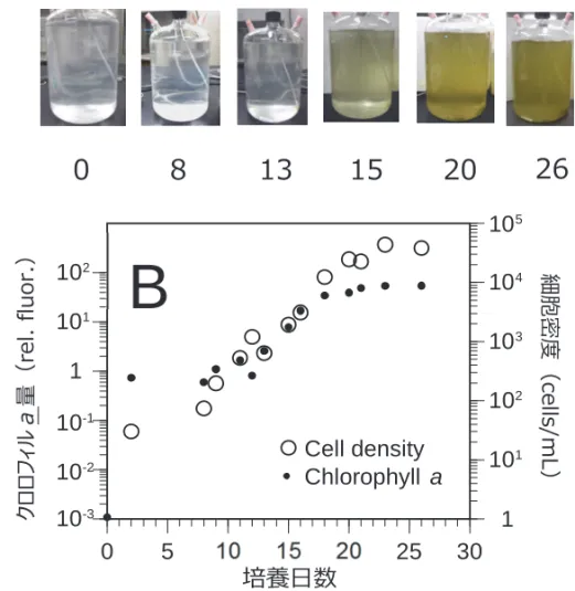 図 2  Karenia papilionacea 新奇系統 KsNOM1H の大量培養時における培養状況（A，数値 は培養日数を示す）ならびに細胞密度・クロロフィル a 量の経時的推移（B）．  図 3   浦ノ内湾産 Karenia papilionacea 二系統を曝露したときのマアジ生残数の推移．      培養時間（分）0306090120150 180012345⽣残数（尾） ⾮曝露区012345曝露区（原記載種系統）曝露区（新奇系統）⽣残数（尾）08131520 261101102110110