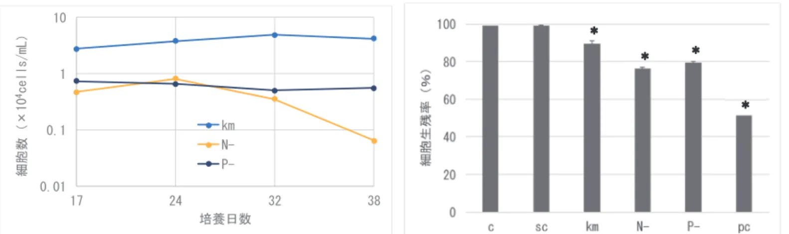 図 4  Karenia mikimotoi 株の細胞数の変化 (左)，32 日目の培養液をマダイ鰓細胞に曝露した 際の鰓細胞の生残率（右） ．km：SWM-3 培地で培養した KmURN6Y 株（4.9× 10 4  cells/mL） ， N-:窒素欠乏 SWM-3 培地で培養した KmURN6Y 株（0.4 × 10 4  cells/mL） ，P-:リン欠乏 SWM-3 培地で培養した KmURN6Y 株（0.5 × 10 4  cells/mL） ，c：L15 培地，sc：SWM-3 培地，pc：