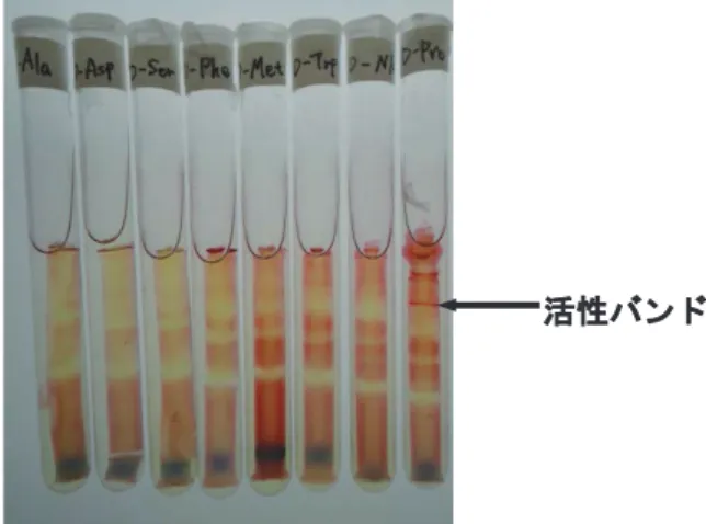 図 1 活性染色による DADH 活性の検出