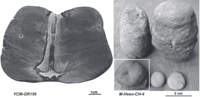 Fig. 3.  Morphology of spiral lamina-structure at bottom of “Heso-ishi”.