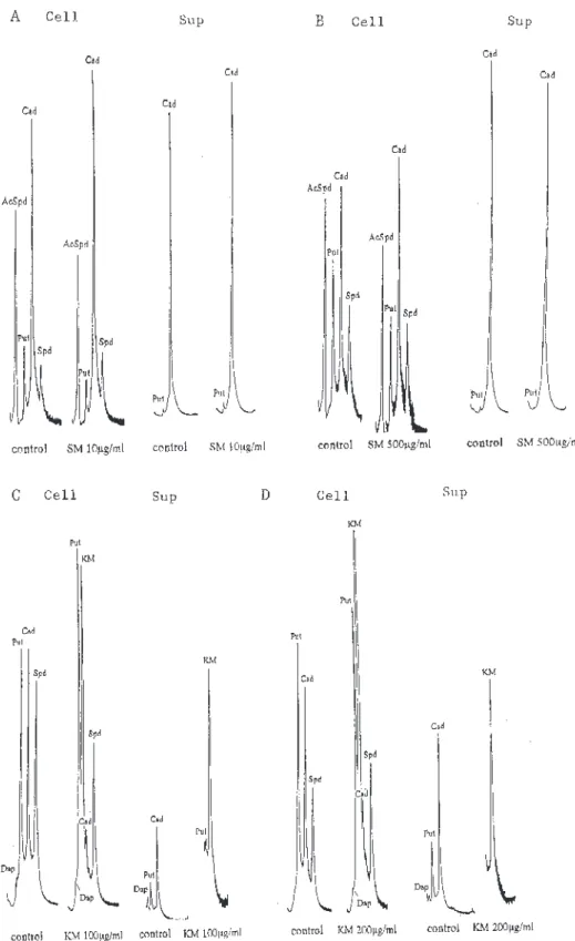 Fig.  3 - 2 .   HPLC analysis of polyamines extracted from the cells of Escherichia coli IAM 12119 (sensitive Type strain) (A) and E