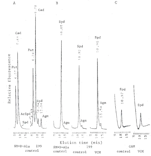 Fig.  1 - 1 .   HPLC analysis of polyamines extracted from Escherichia coli IAM 12119 (A), Bacillus subtilis IAM 12118 (B) and Enterococcus faecalis JCM 5803 (C) grown in the complete synthetic medium supplemented with  Ｄ -alanine (SM+ Ｄ -Ala), synthetic 1