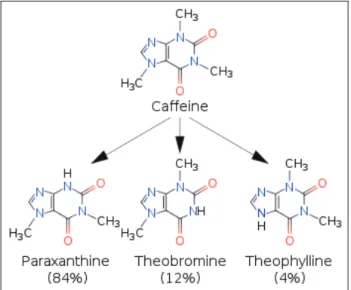 図 2 ． カフェインの代謝