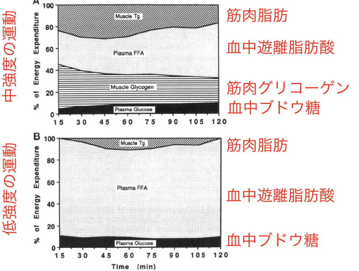 Fig.  8.  Maximal  contribution  to  energy  expenditure  derived  from  glu-  cose and  FFA  taken  up  from  blood  and  minimal  contribution  of muscle  triglyceride  and  glycogen  stores  after  30  min  of exercise,  expressed  as  function  of exer