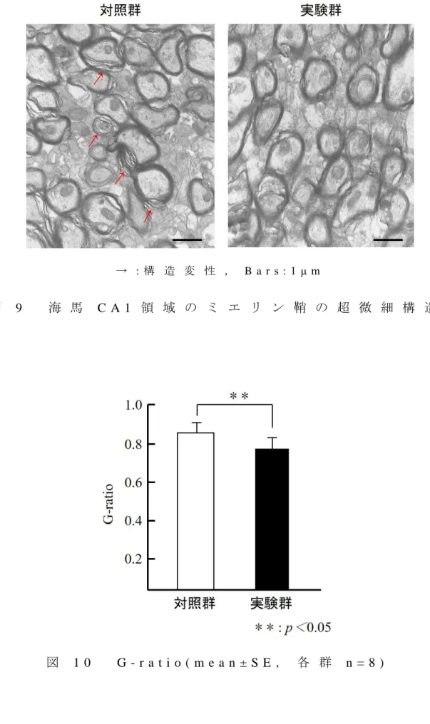 図 9 海 馬 C A 1 領 域 の ミ エ リ ン 鞘 の 超 微 細 構 造
