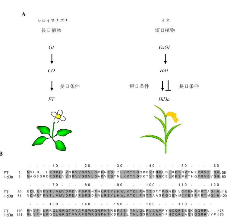 図 2. 光周性花成反応のシグナル伝達モデル (A) 長日植物シロイヌナズナと短日植物イネにおける光周性花成経路の モデル図 シロイヌナズナは長日条件で花成統合遺伝子 FT の発現が誘 導され花成が促進され、イネでは短日条件で Hd3a の発現が Hd1 により 誘導され長日条件では Hd1 により抑制される。 (B)  FT と Hd3a のアミノ酸の相同性を比較したもの FT と Hd3a は非常 に高い相同性を示す。シロイヌナズナ イネ長日植物 短日植物OsGIHd1Hd3aGICOFT長日条件短日条