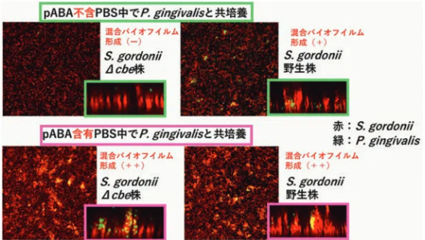 図 1　pABA による S. gordonii-P. gingivalis 混合バイオフイルム形成能の増強
