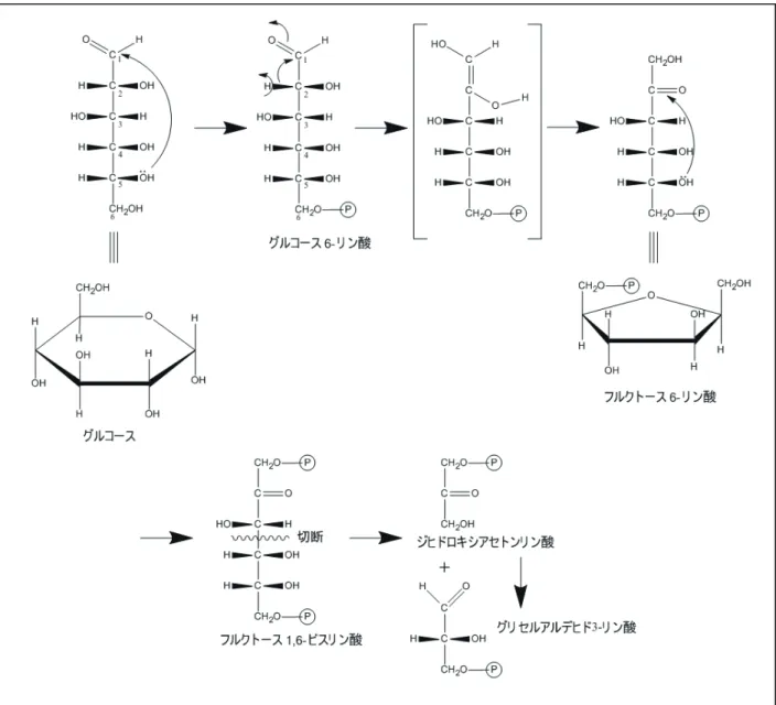 図 12 ．解糖反応