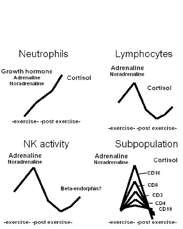 Figure 1. Shema of changes of immunity parameters during and post exercise.  (Revised ref