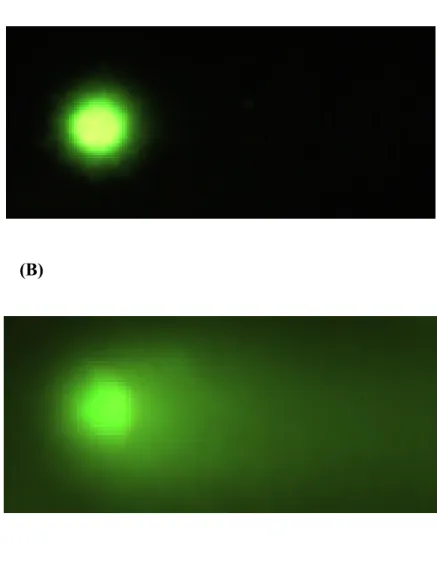 Figure 3. (A) (ormal lymphocyte, and (B) D(A-damaged lymphocyte. 