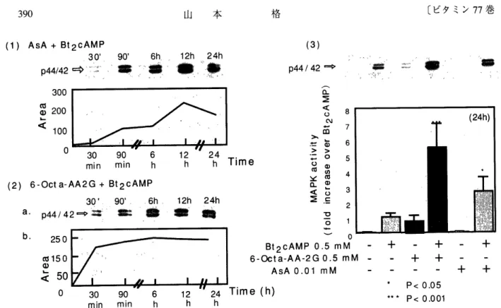 図 10 ． リ ン 酸 化 MAPK 　 p44 〆 42 の 発 現 に 及 ぼ す AsA お よ び 6 −Octa−AA −2G の 影 響 ．