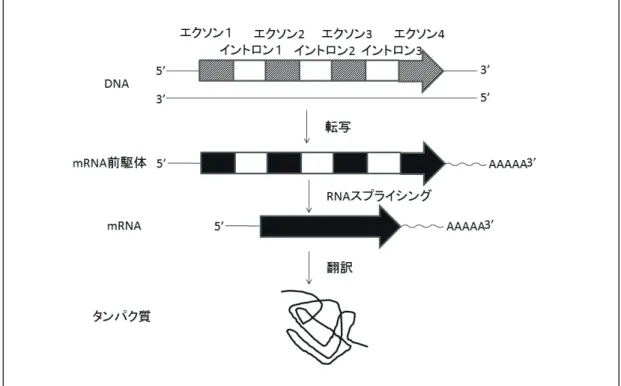図 1 ． 遺伝情報の流れ