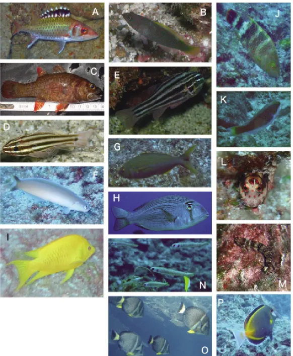 Fig. 2.   Typical reef fishes observed at Tokara Islands, rarely found in further northern Kuroshio Current zones (see  Table 3)