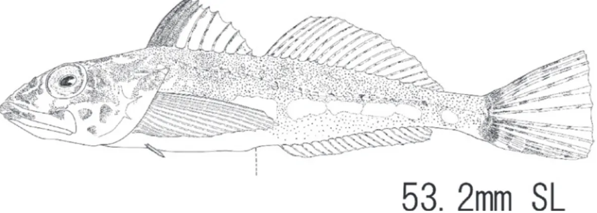 Fig. 10. Pseudoblennius sp. 2, HUMZ - L7472, 53.2 mm SL, collected on 23 Dec 2013, fixed on 24 Jun 2014.