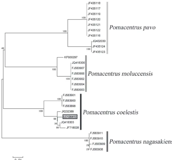 Fig. 6.  Phylogenetic tree of generated using the neighbor joining method of four Pomacentrus species inhabiting Japan. ID  numbers are given Table 1 ; the number in the gray box indicates a specimen collected in this study. The scale bar  shows the geneti