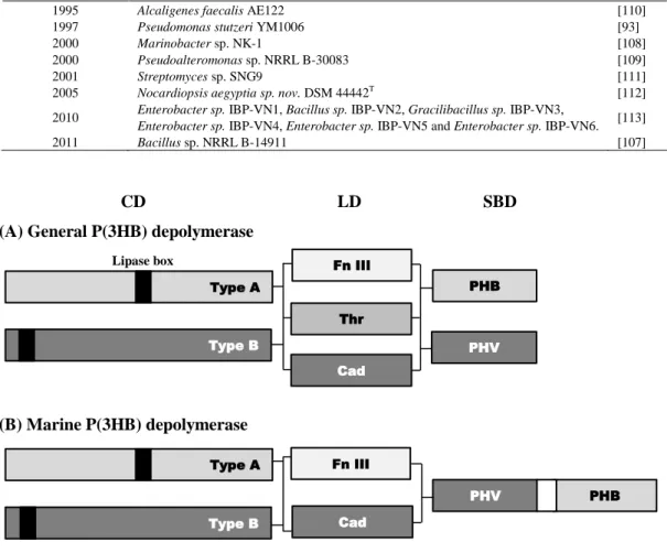 Table 2.  P(3HB)-degrading bacteria from the marine environment. 