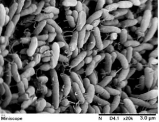Figure 7. A scanning electronic micrograph of the strain. The bar indicates 3.0 µm in length