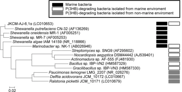 Figure 8.  Phylogenetic  tree  of  the  P(3HB)-degrading  isolates  and  related  bacteria  based  on  16S  rDNA  sequence  comparisons