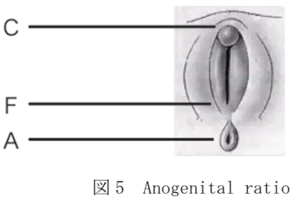 図 5  Anogenital ratio  5) 共通泌尿生殖洞    膣前庭部に膣口を同定できない場合には、共通泌尿生殖洞の可能性を考え る。アンドロゲン過剰を示唆する所見の一つである。  2