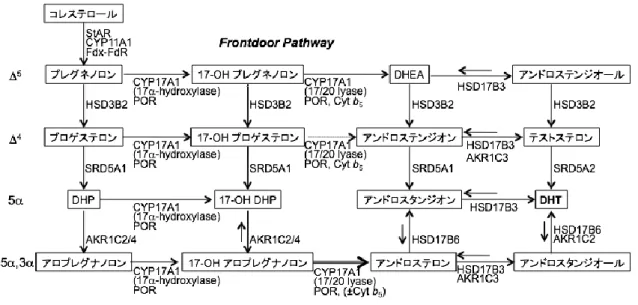図 3  生理的状態における frontdoor pathway （∆5 ルートおよび∆4 ルート） と backdoor pathway（5α ルートと 5α,3α ルート）    Frontdoor pathway では、DHT は主として精巣で産生されたテストステロン を基質として末梢組織で産生される。Backdoor pathway では、DHT は主として 精巣で産生されたアンドロスタンジオールを基質として末梢組織で産生され る。ヒト CYP17A1 の 17/20 リアーゼ活性は、17-OH プ