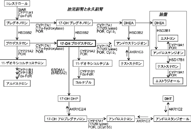 図 4  副腎と胎盤におけるステロイド合成経路。    いくつかの酵素反応は可逆的である。短い矢印は、DHT 産生と逆方向の反応 を示す(逆方向の反応を触媒する酵素名は省略)。17-OH プロゲステロンの蓄積 を生じる病的状態では、backdoor pathway が惹起されて DHT を産生すると推測 される。これには、おそらく胎児副腎と永久副腎のクロストークが関与する。 胎児精巣 (図 1)と異なり、永久副腎では HSD17B3 と HSD17B6 が発現していない ため、これらの酵素が触媒する反応は生