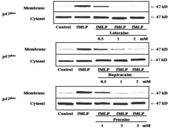 図 2 ．fMLP 刺激による p47 phox の膜転移に対する局所麻酔薬の影響