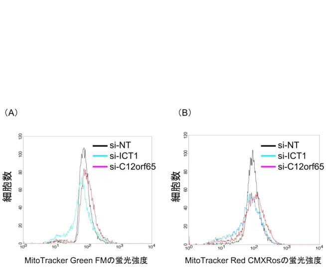 Fig. 2 - 4  ICT1 ， C12orf65 の発現抑制によるミトコンドリアへの影響