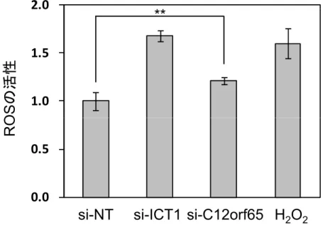 Fig. 2 - 6  ICT1 ， C12orf65 発現抑制による細胞内 ROS 生産量の測定