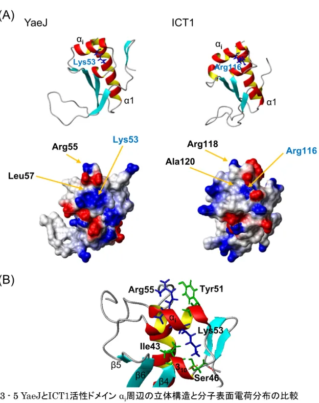 Fig. 3 - 5 YaeJ と ICT1 活性ドメイン α i 周辺の立体構造と分子表面電荷分布の比較