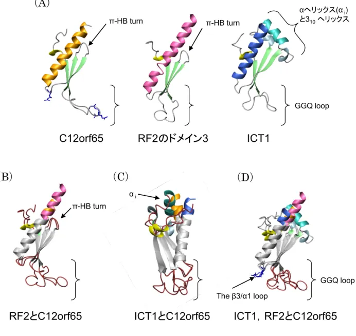 Fig. 4 - 1 GGQ ファミリーのドメインの立体構造の比較 （ A ） C12orf65 ， RF2 ， ICT1 の GGQ ドメイン C12orf65 ， RF2 のドメイン 3 ， ICT1 は，それぞれ黄色，桃色，青色で示した。 （ B ） RF2 と C12orf65 の GGQ ドメインの重ね合わせ （ C ） ICT1 と C12orf65 の GGQ ドメインの重ね合わせ（C）ICT1とC12orf65のGGQドメインの重ね合わせ （ D ） C12orf65 ， RF2 のドメイン