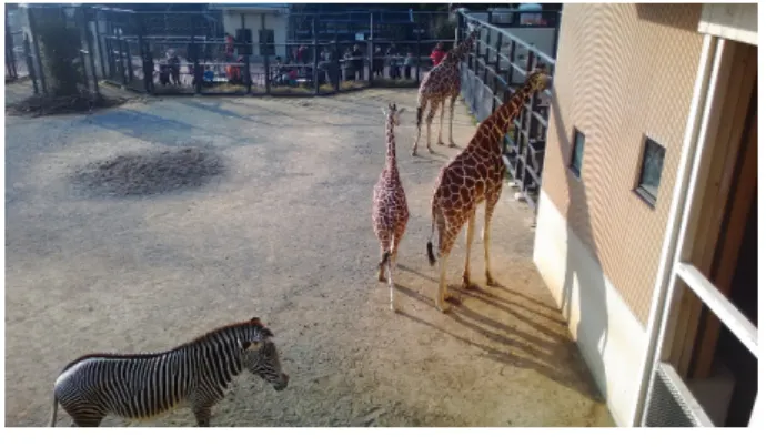 図 1 「アフリカの草原」 ( 京都市動物園 ) 3.2 動物の飼育 動物園では，個体を単位とした管理を行っている．即ち， 個々の個体を台帳に登録した上で，その個体ごとに，出生・ 死亡，来園・移動，健康・栄養状態，病気，繁殖等といっ た来歴が管理されている． このように管理されている個体は， 3.1 節に示したよう な施設内で飼育され，グラウンドなどの展示場で展示され る．施設内には，展示場だけではなく，動物の寝室や，飼 育員が作業するためのキーパーエリアなど，異なる用途の 部屋・空間が設けられている場合も