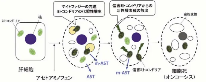 図 3 アセトアミノフェンによる細胞傷害機序についての模式図