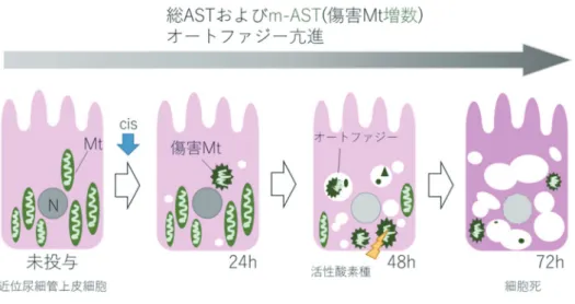 図 2. 　シスプラチン投与による尿細管上皮細胞の形態学的変化