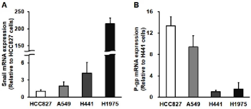Figure 2-1 Expression profile of Snail (A) and P-gp (B) mRNA in NSCLC cell  lines HCC827, A549, H441 and H1975 cells