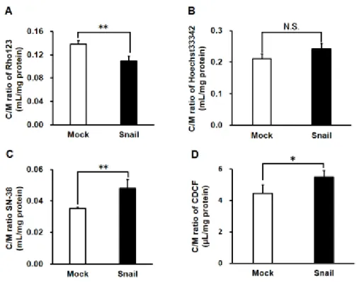 Figure  2-3  Effects  of  Snail  expression  on  uptake  of  fluorescence  probes  in  HCC827 cells