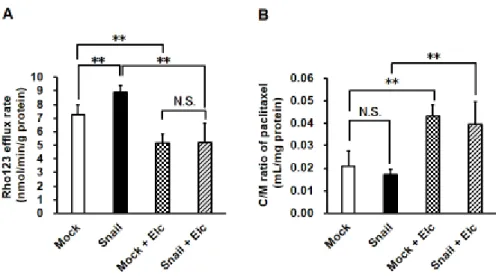 Figure 2-4 Effects of Snail expression on P-gp transport activity in HCC827  cells.   