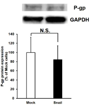 Figure 2-6 Effects of Snail expression on P-gp protein levels in HCC827 cells. 