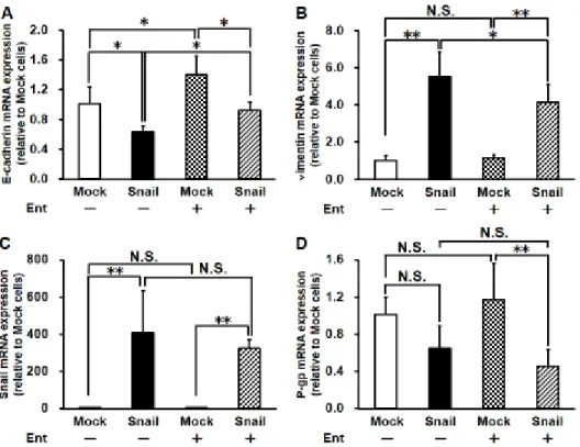 Figure 3-2 Effects of Ent on Snail-induced change in mRNA expression of E- E-cadherin (A), vimentin (B), Snail (C) and P-gp (D) in HCC827 cells
